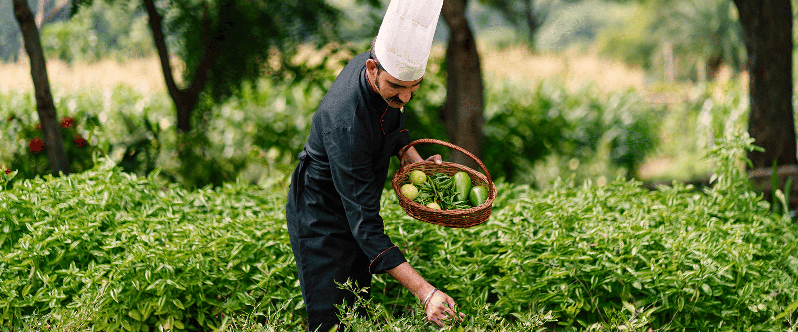 Kitchen Garden