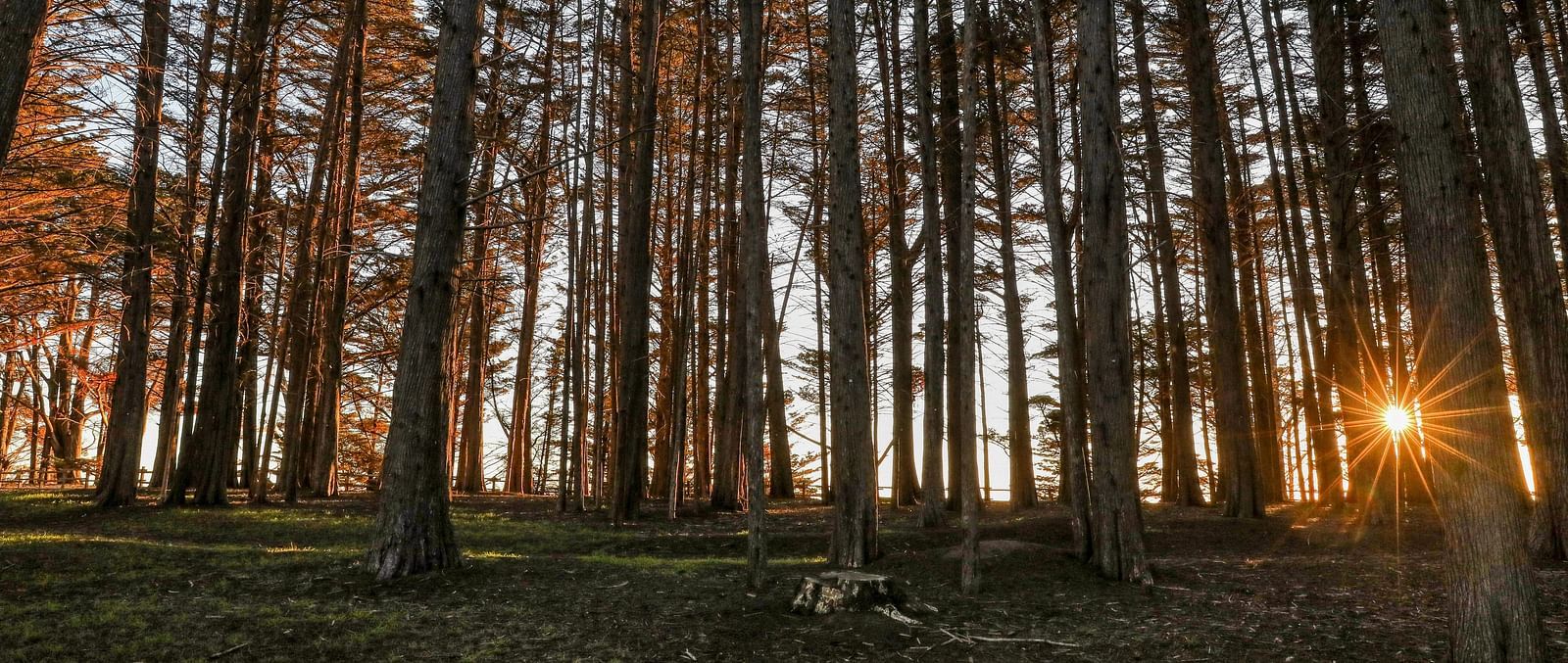 A sun star being formed in a forest with tall trees at sunset - Amador Hotel.