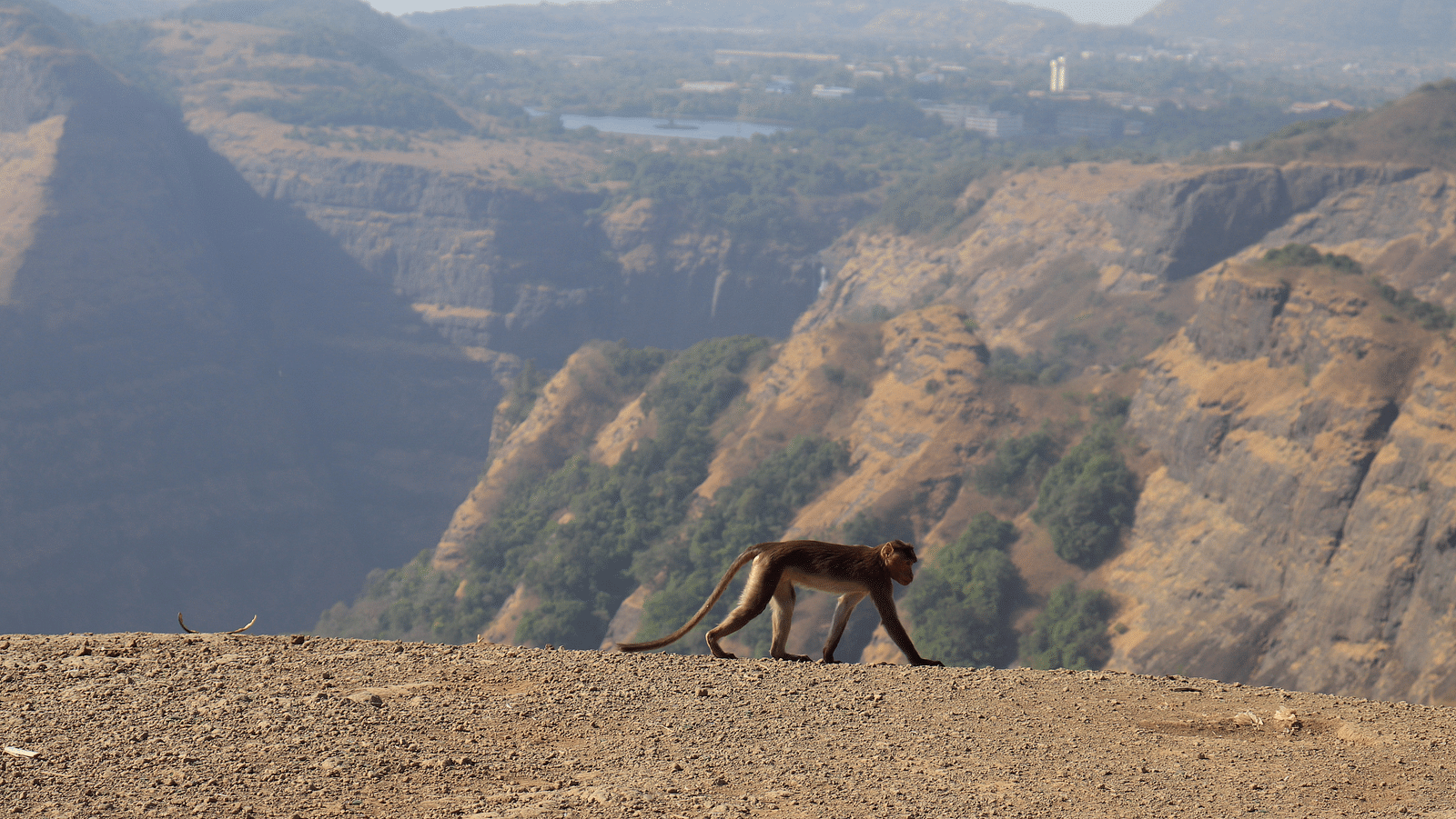 Monkey walking on a dry hill with mountains in the background
