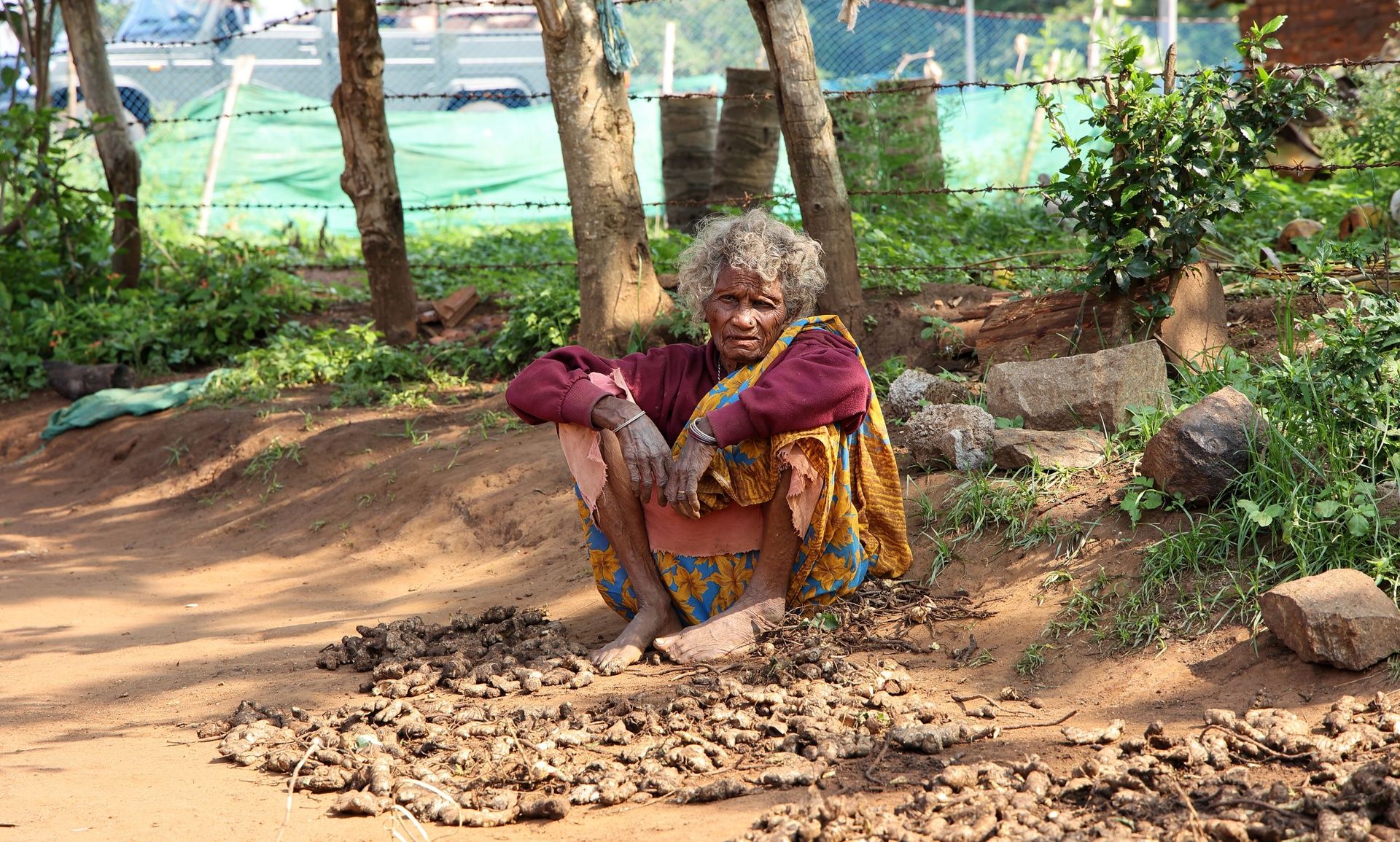 Jenu Kurubas tribe woman sorting roots outdoors.