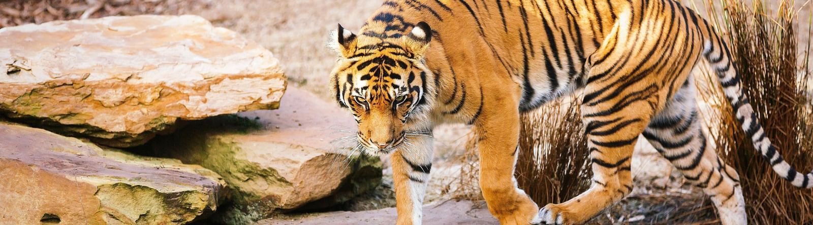 A tiger walking on rocks near a body of water.
