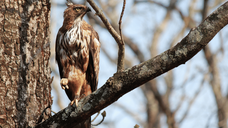 Tranquil Resort, Wayanad Wayanad Crested Serpent Hawk birdwatching Tranquil Resort Wayanad