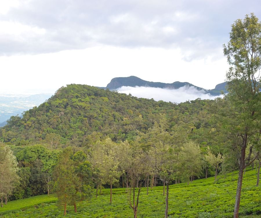 View of beautiful forest, covered with luscious green trees, and mountains covered with fog at Ibex Resorts, Coonoor (Tapas).