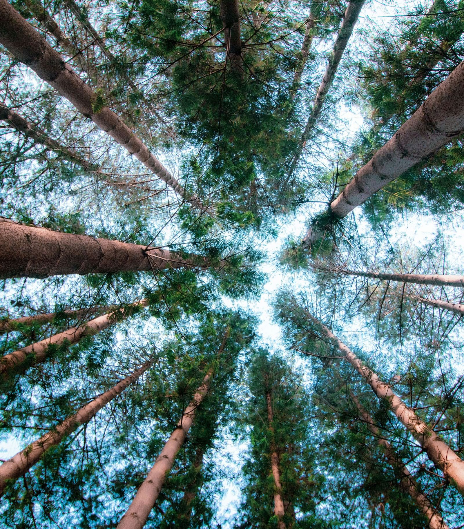 A view of towering pine trees stretching towards the sky.
