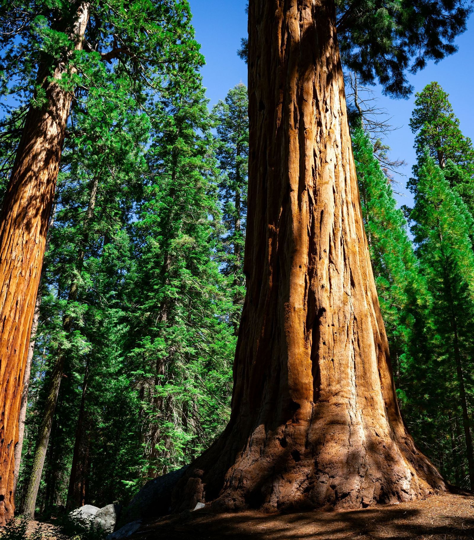 An overview of Giant Sequoias in the Yosemite forest with pine trees behind them.