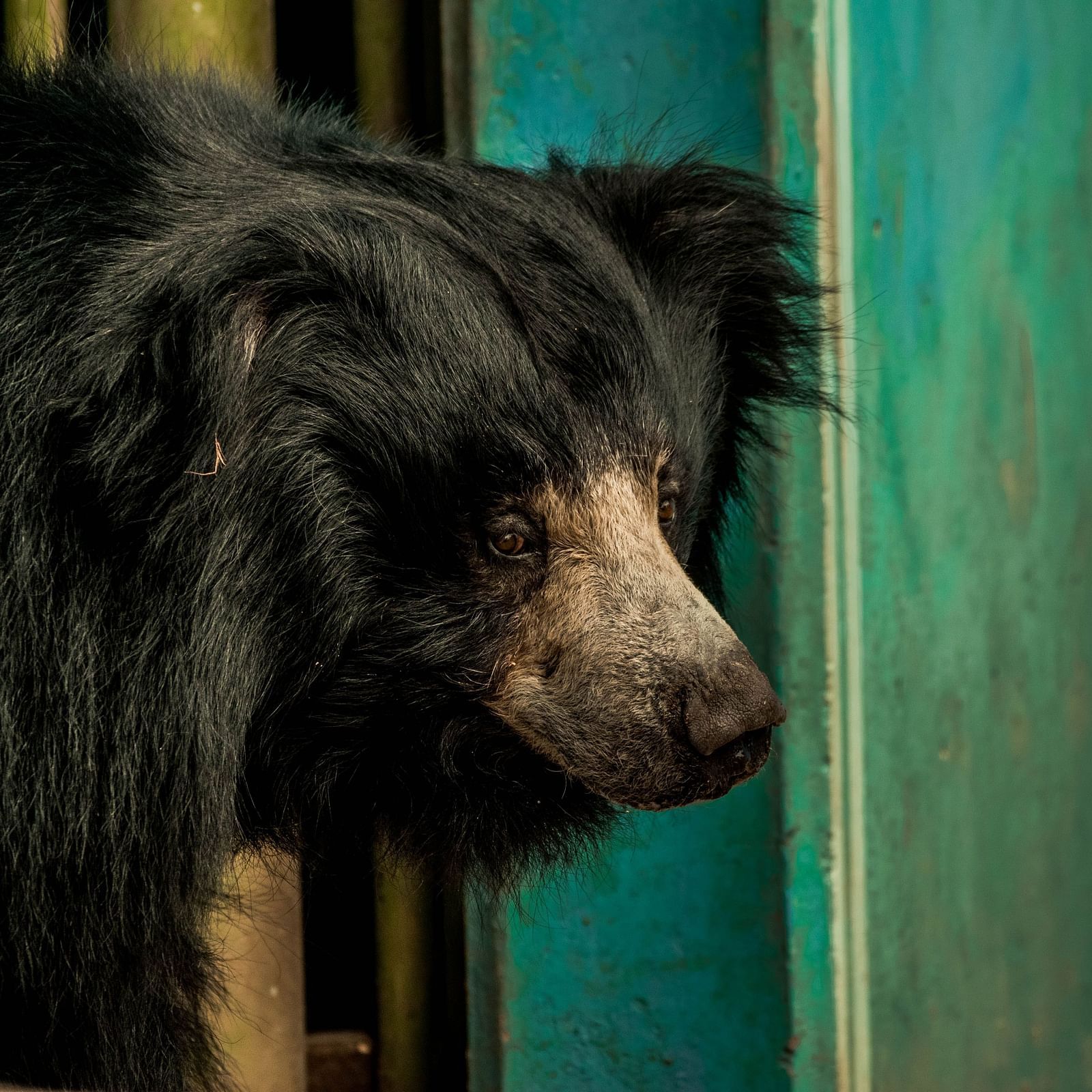 close up image of a black bear peeking out of its cage