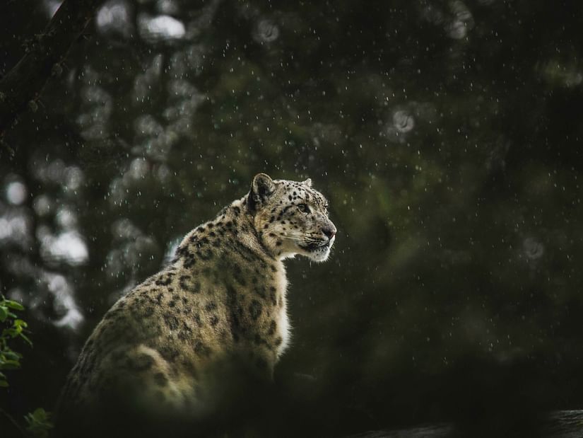 An image of a snow leopard looking into the distance with greenery around it