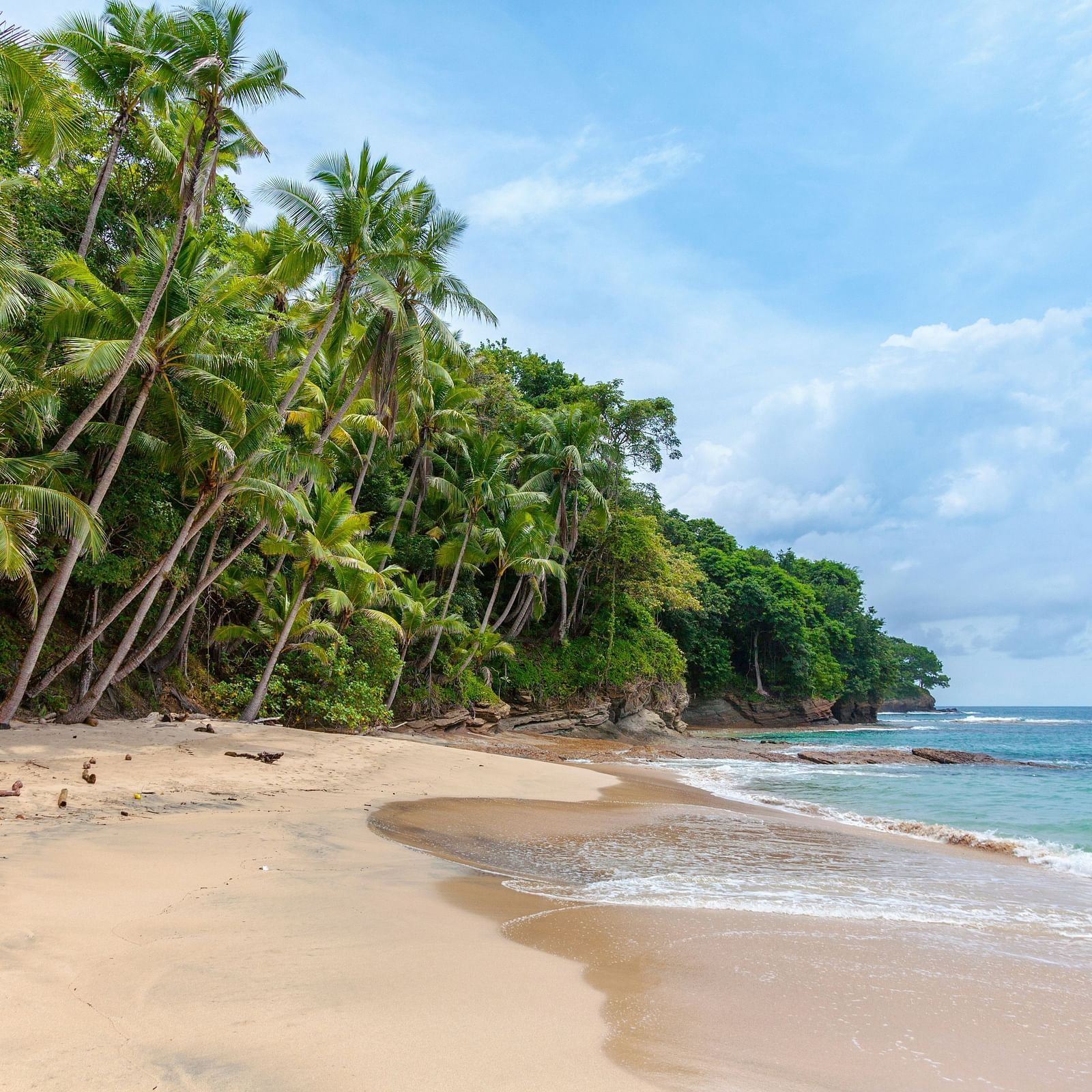 A tranquil beach with lush palm trees and clear blue waters