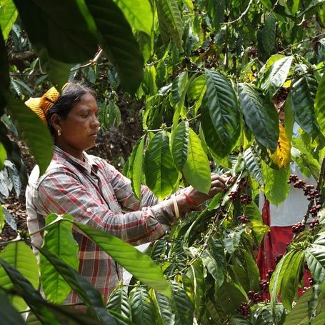 Woman harvesting red coffee berries from a plant.