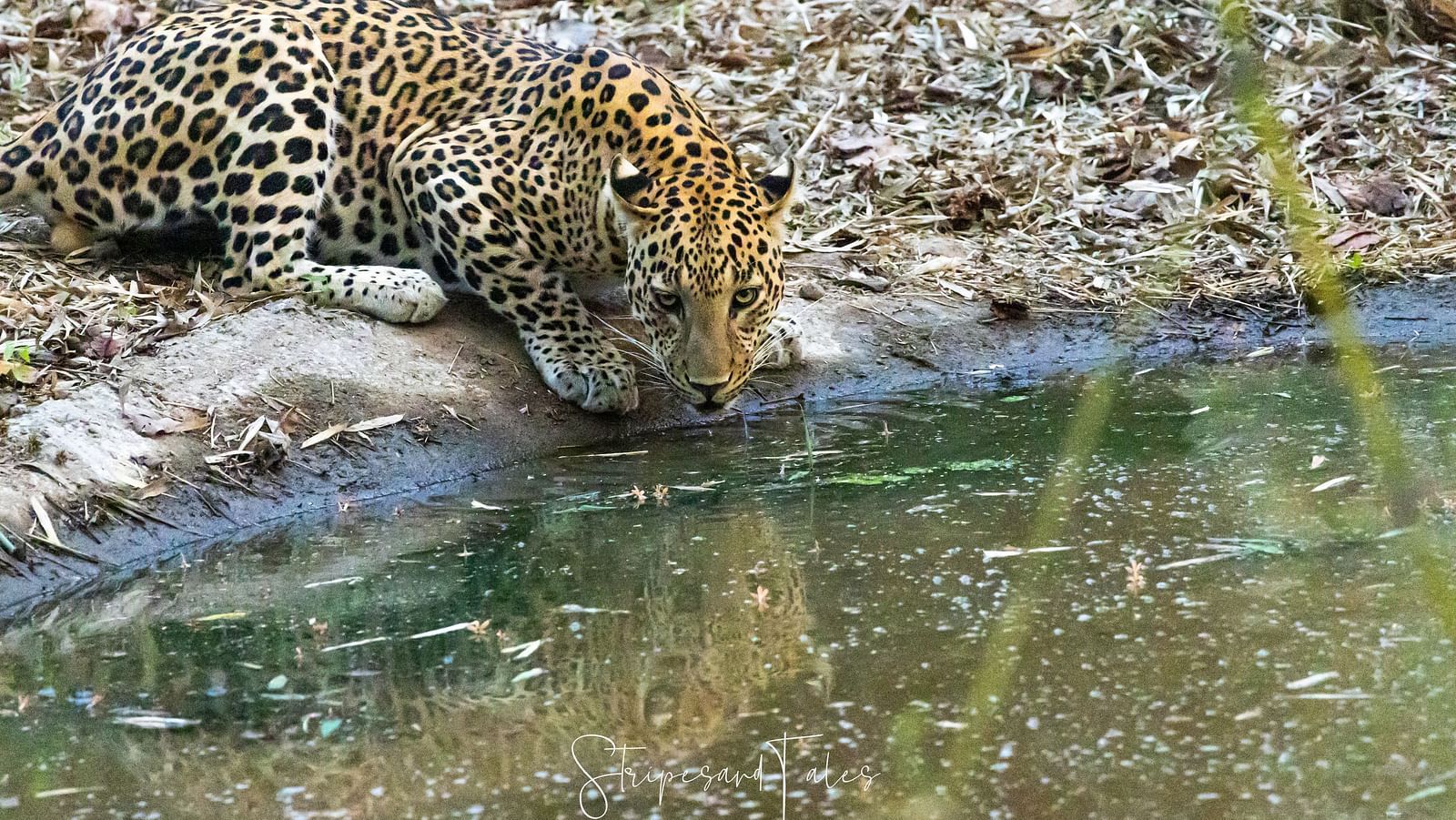 A leopard drinking from a water body at Trees N Tigers, Tadoba.