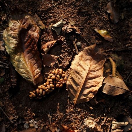 Civet coffee (Kopi Luwak) on forest floor in sunlight.