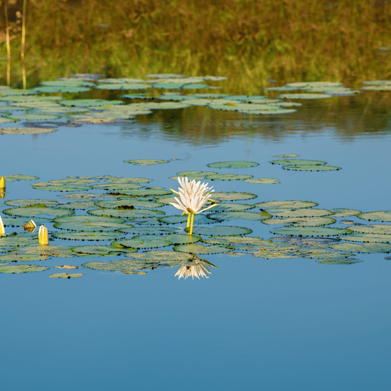 Tranquil pond with lily pads, white water lilies, and yellow buds reflecting surrounding greenery in a serene natural setting.