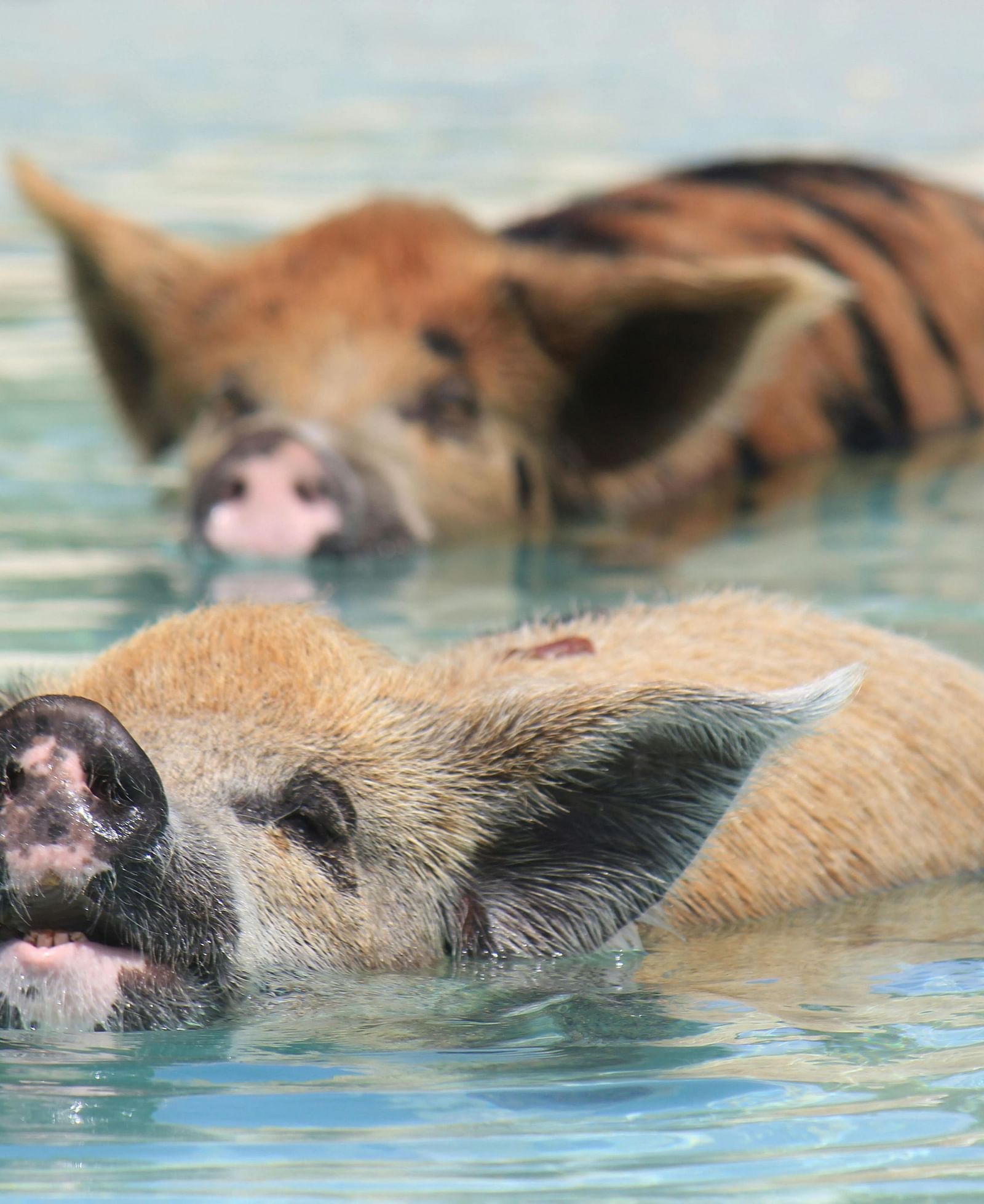 2 pigs swimming in clear blue water