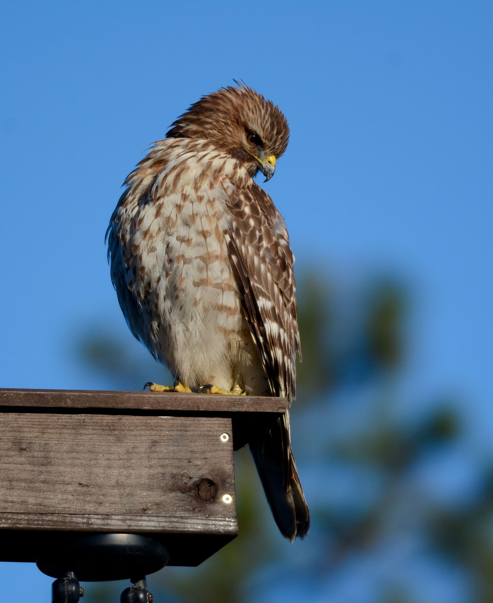 A Red-shouldered Hawk standing on top of a wooden structure - Brewery Gulch Inn & Spa