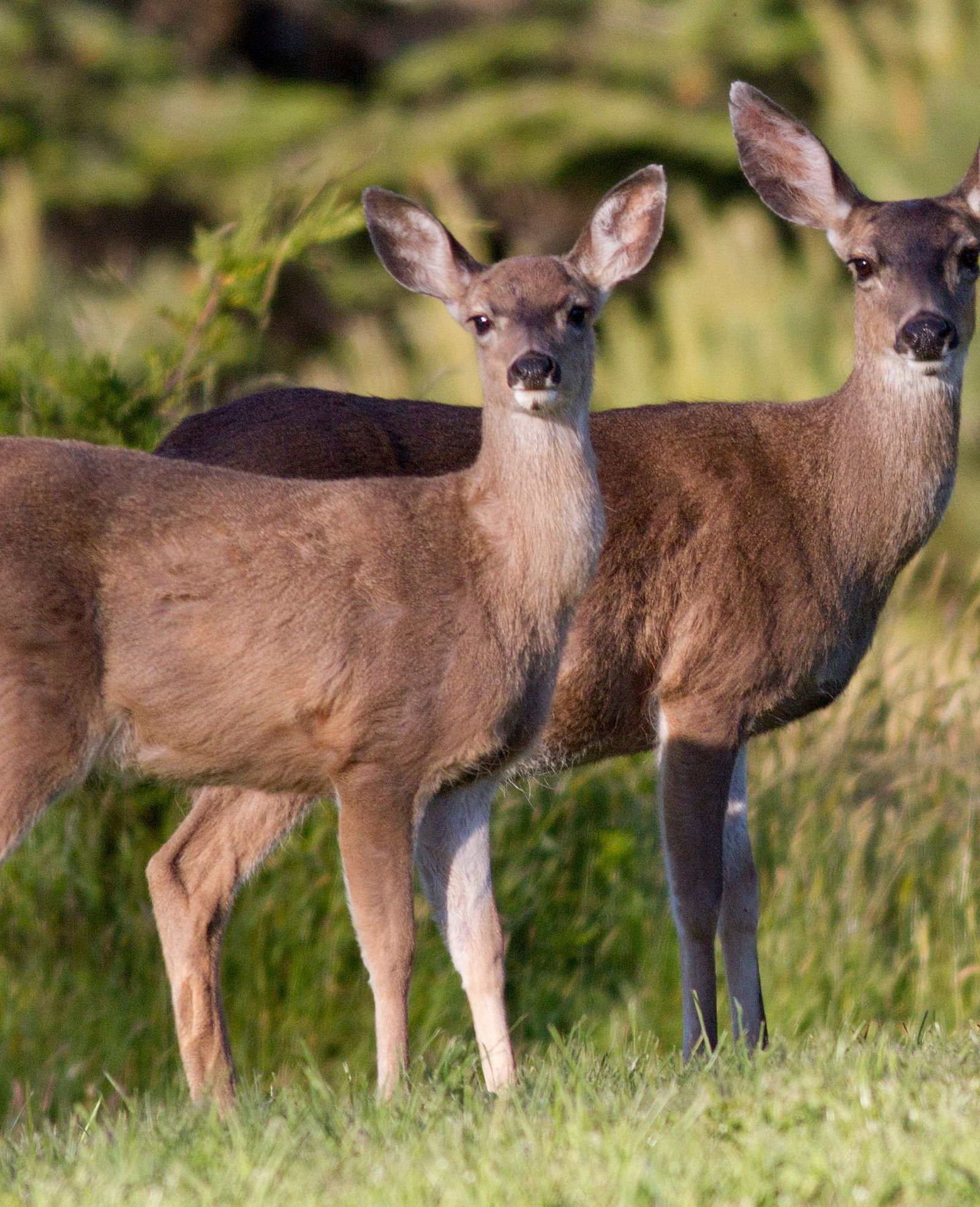 A couple of deer spotted near Brewery Gulch Inn & Spa looking straight towards the camera