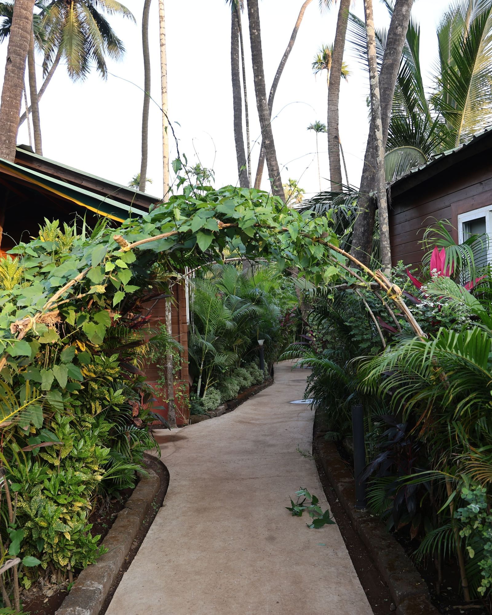 Lush green pathway winding between small, charming wooden cottages nestled among tropical trees - Tranquil Beach Resort, Harihareshwar