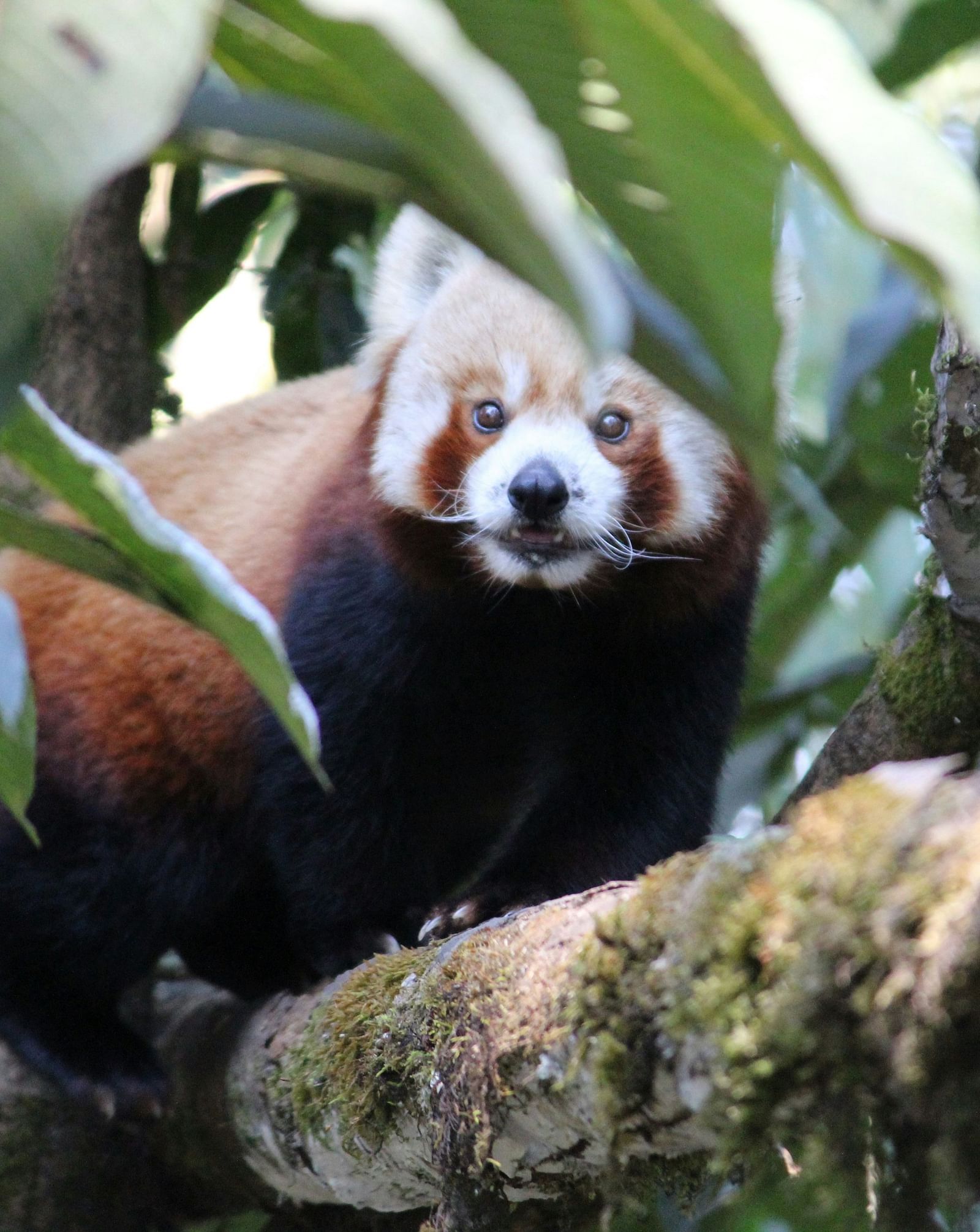 Red Panda spotted on a tree in Darjeeling.
