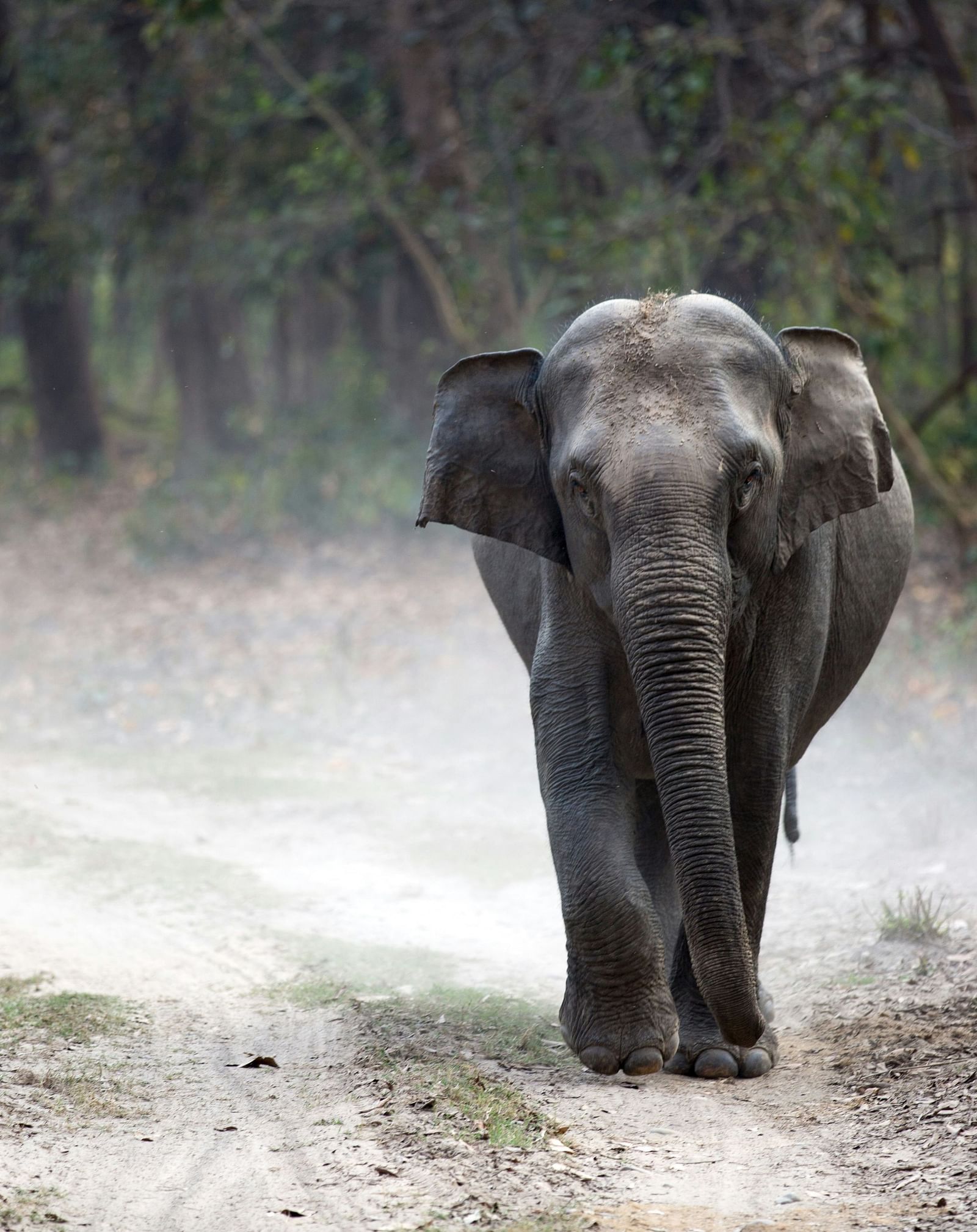 An image of an elephant walking in a forest