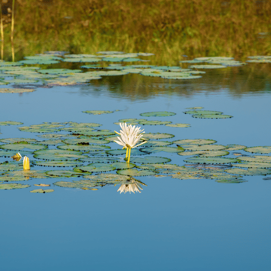 Tranquil pond with lily pads, white water lilies, and yellow buds reflecting surrounding greenery in a serene natural setting.
