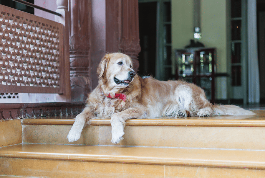 A golden retriever with a red collar lying on wooden indoor steps