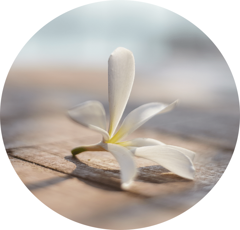 White flower on a wooden table 