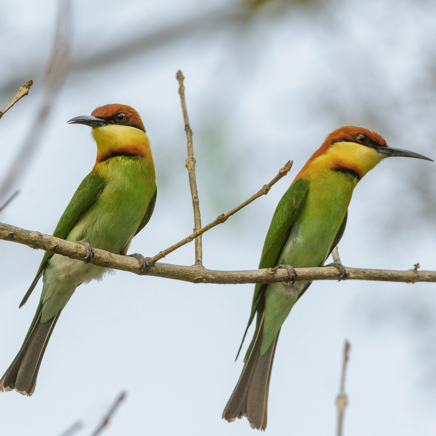 Chestnut Headed Bee Eater birds sitting on a branch.