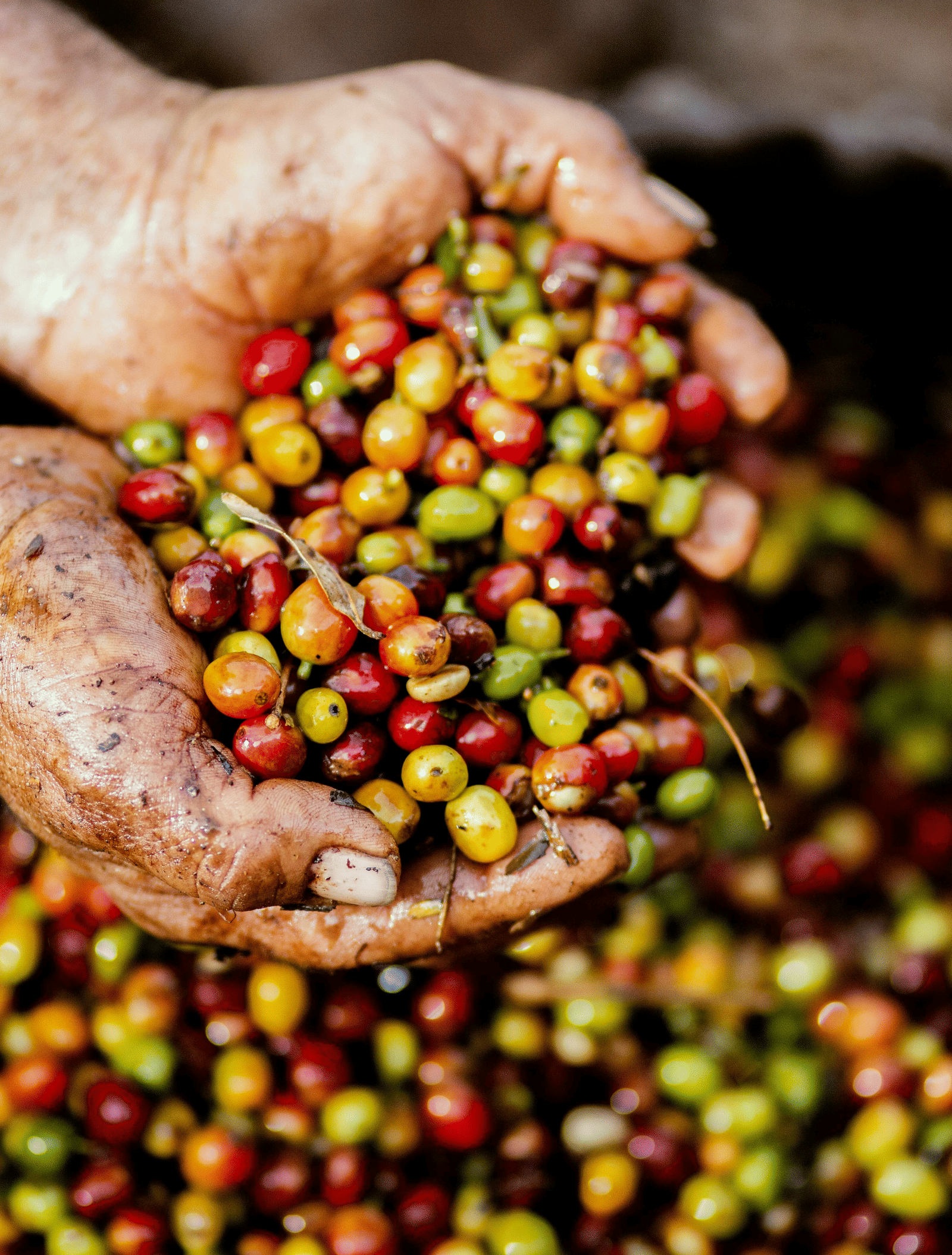 A person's hands scoop up a handful of freshly harvested, multi-coloured coffee berries.