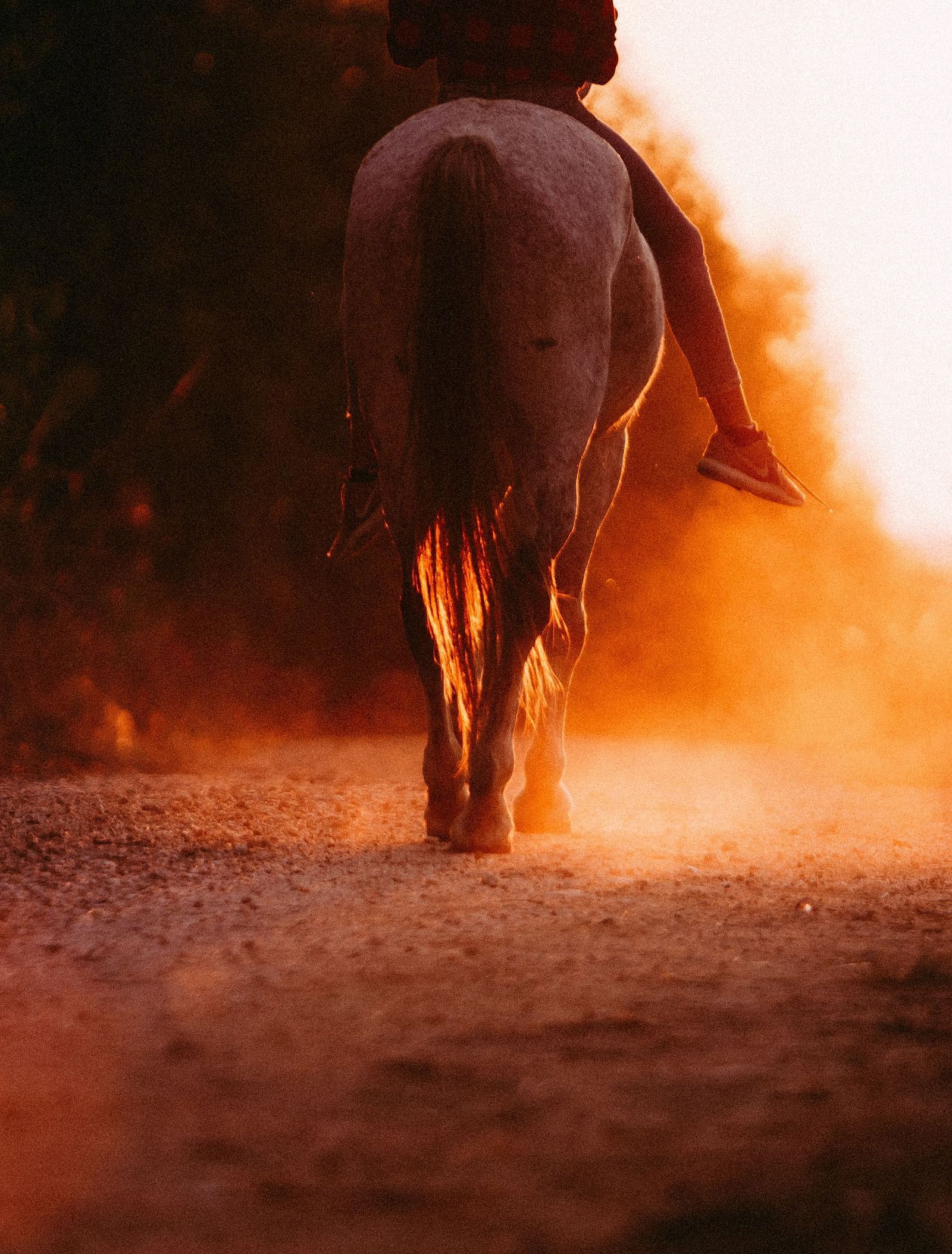 image featuring a person sitting on a horse back during the golden hour