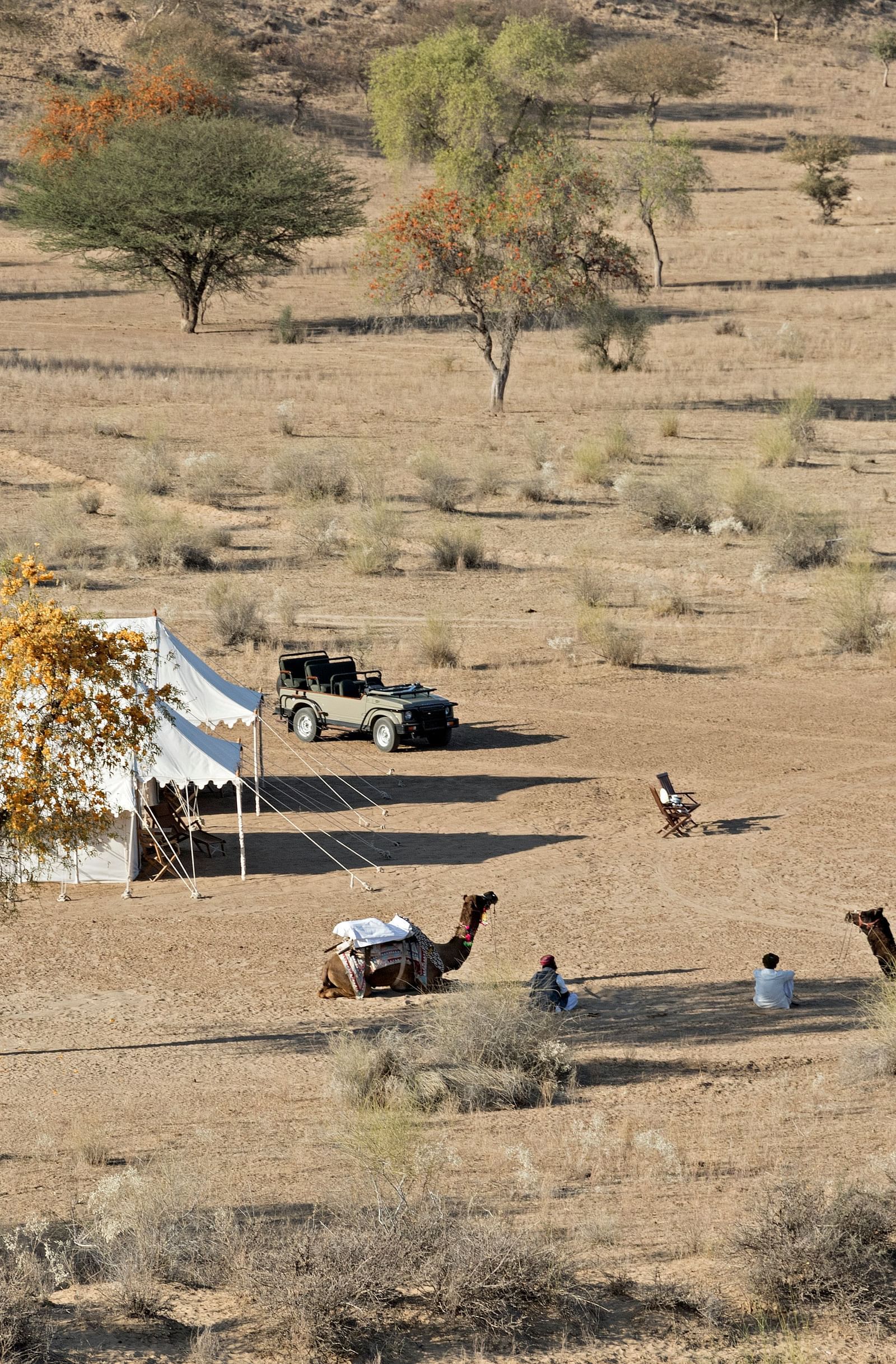 An image of a desert region with two tents set up for camping, camels, a jeep and few trees around - MANVAR Resort & Desert Camp