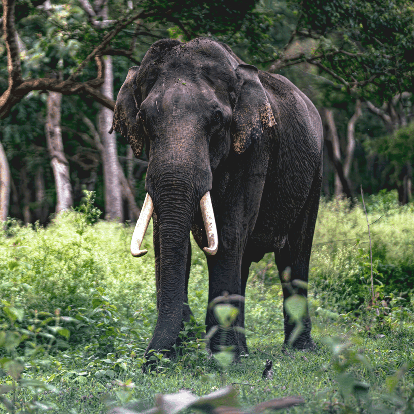 An Asian elephant walking through a lush green forest.