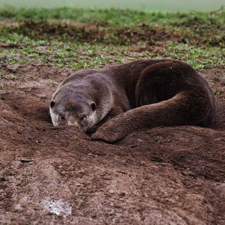 A smooth-coated otter lying on muddy ground.