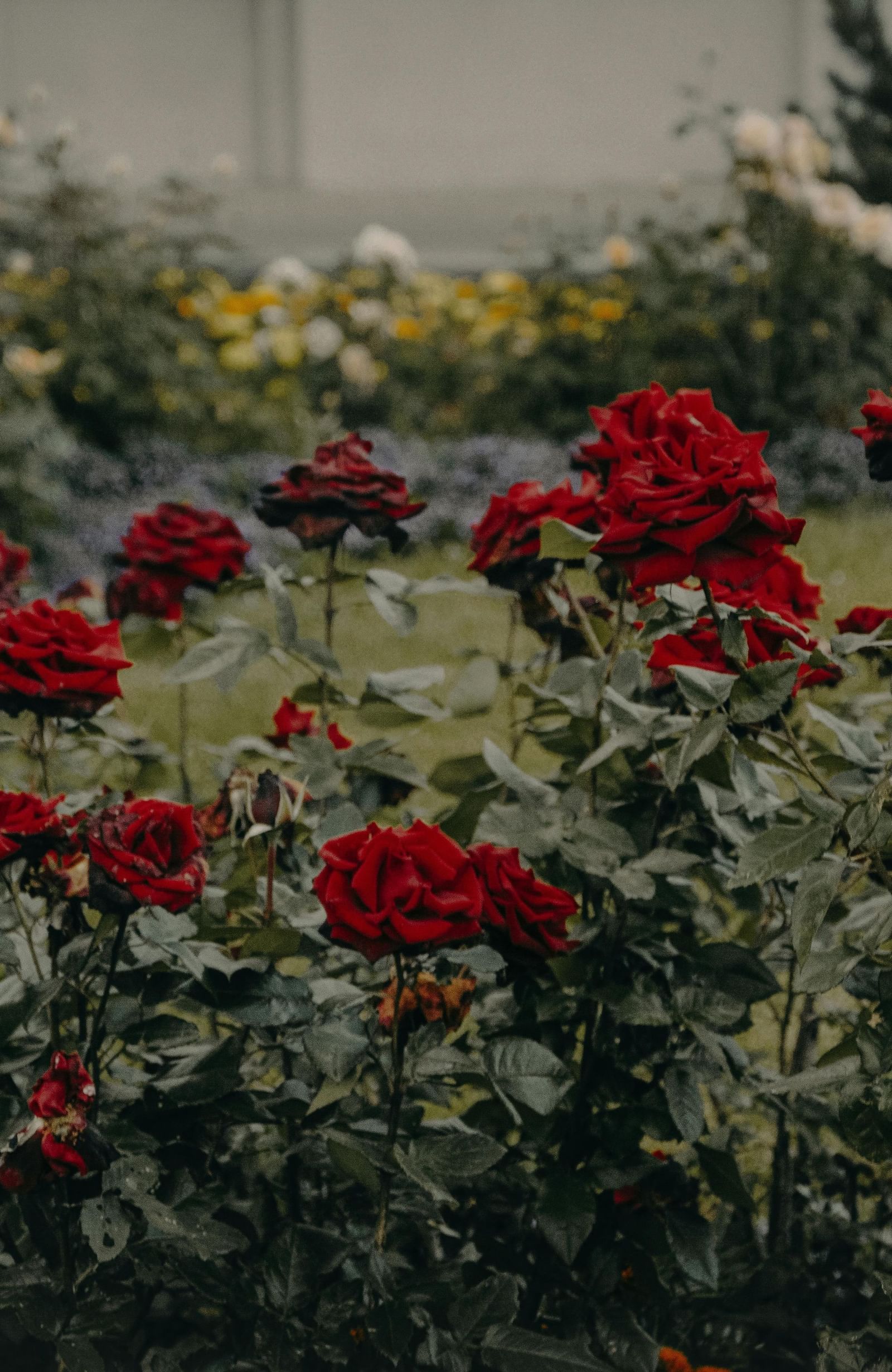 Red roses in a garden