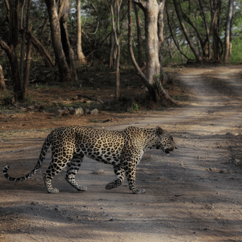 image of a leopard