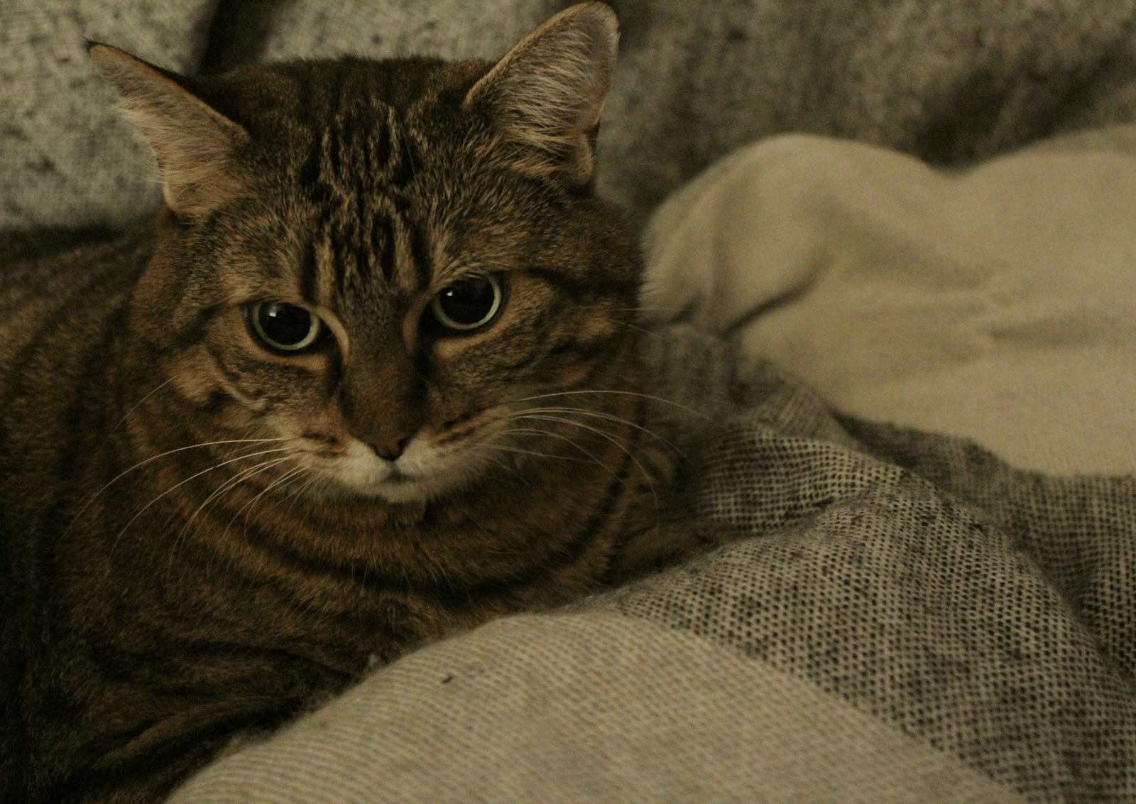 claudie-louna-2ijz-E0swOs-unsplash