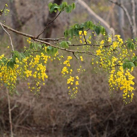 Golden Shower tree with vibrant yellow flowers.