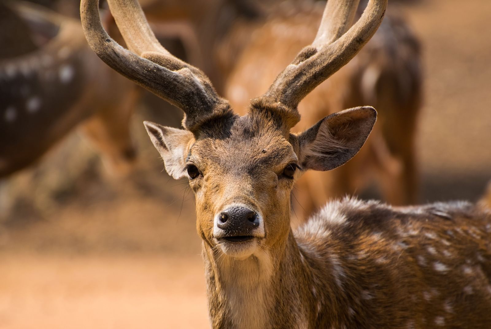 Image of a spotted deer in a National Park