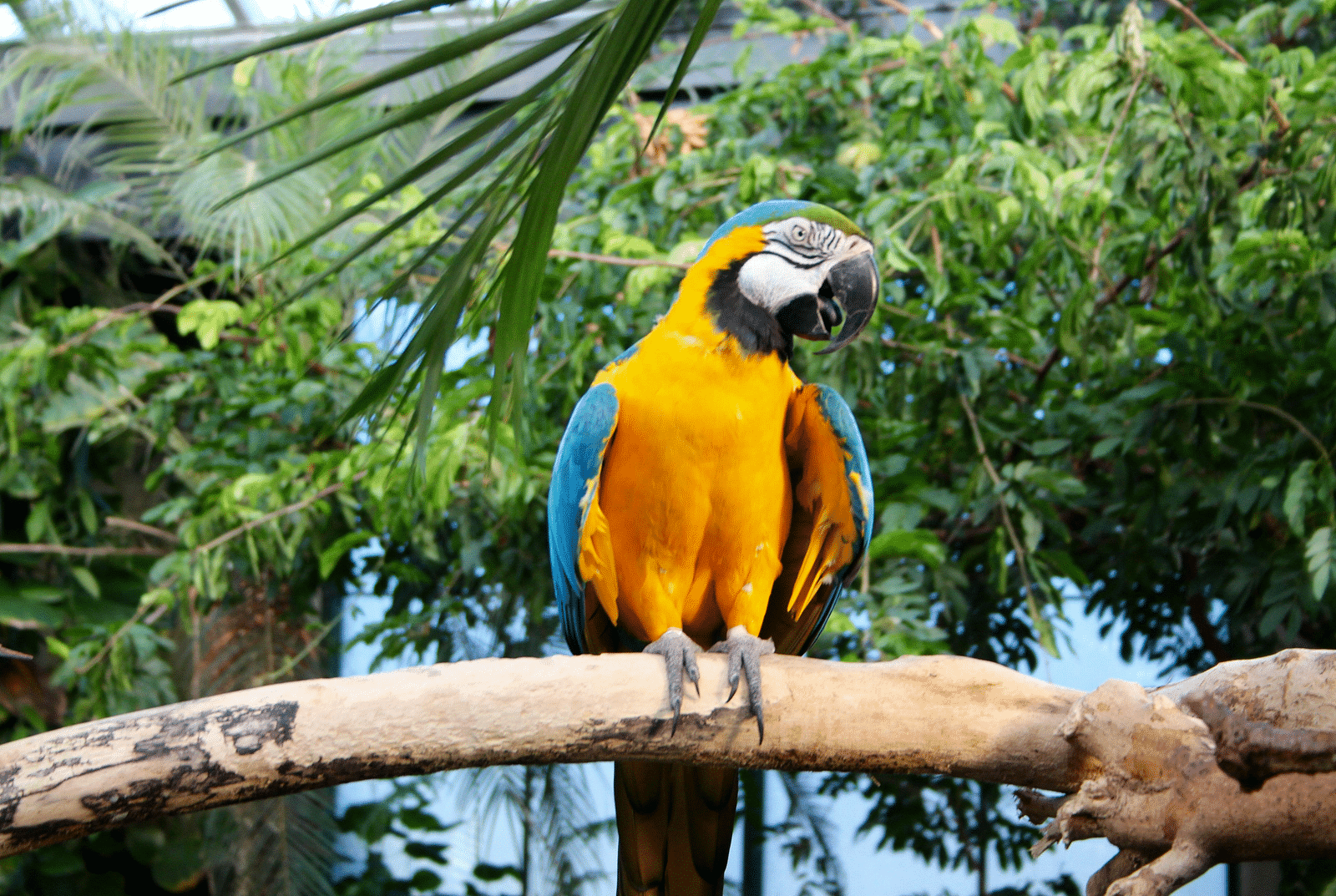 A colorful parrot perches gracefully on a tree branch, its vivid plumage vibrant against the lush greenery. 
