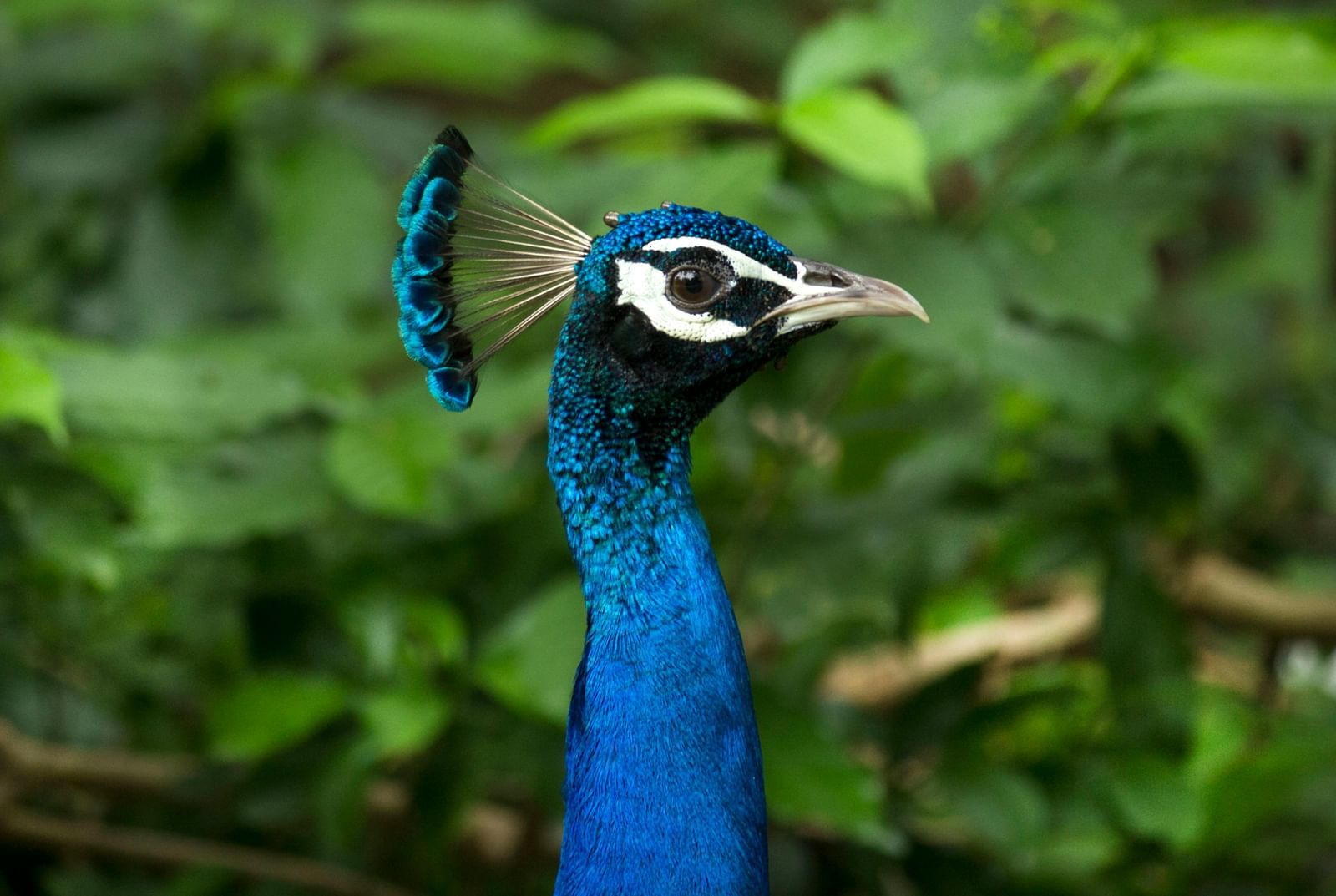 A close-up of an Indian Peafowl, characterised by its vibrant blue neck and head, a fan-shaped crest, and iridescent feathers, set against a soft-focus green foliage background.