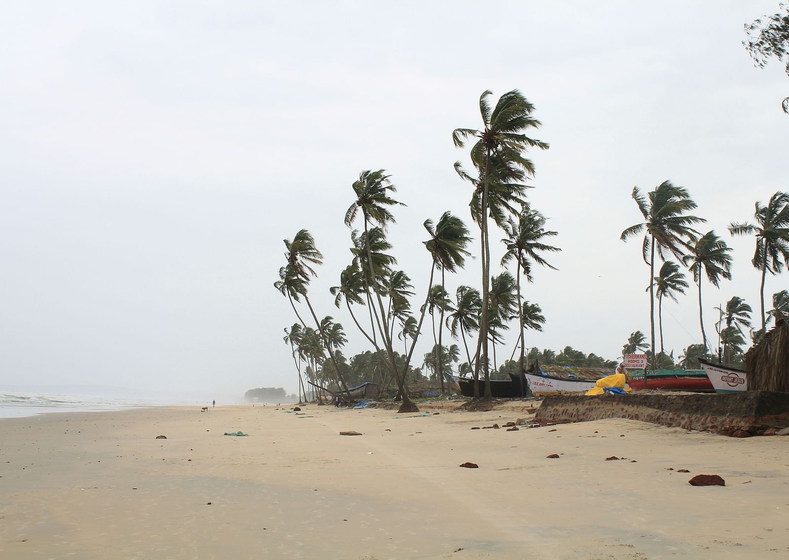 An overview of a beach with swaying palm trees, coastline and boats on the beach in view.