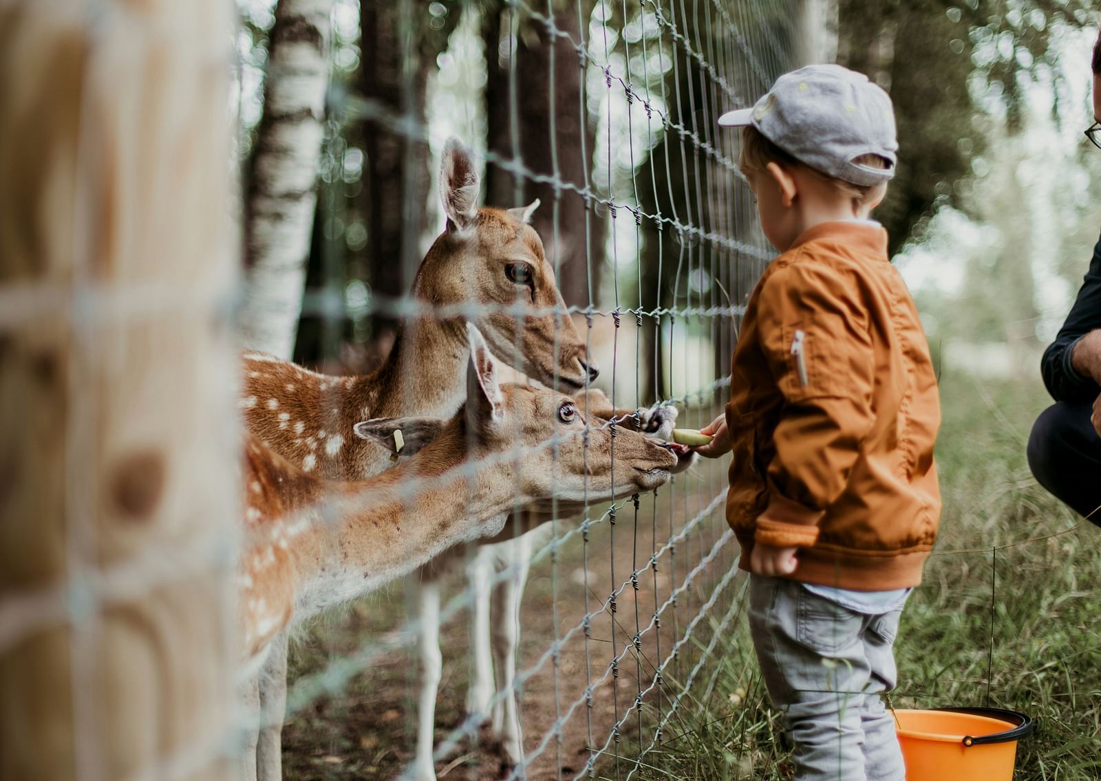 A toddler feeding deers that are behind barricades inside a zoo.