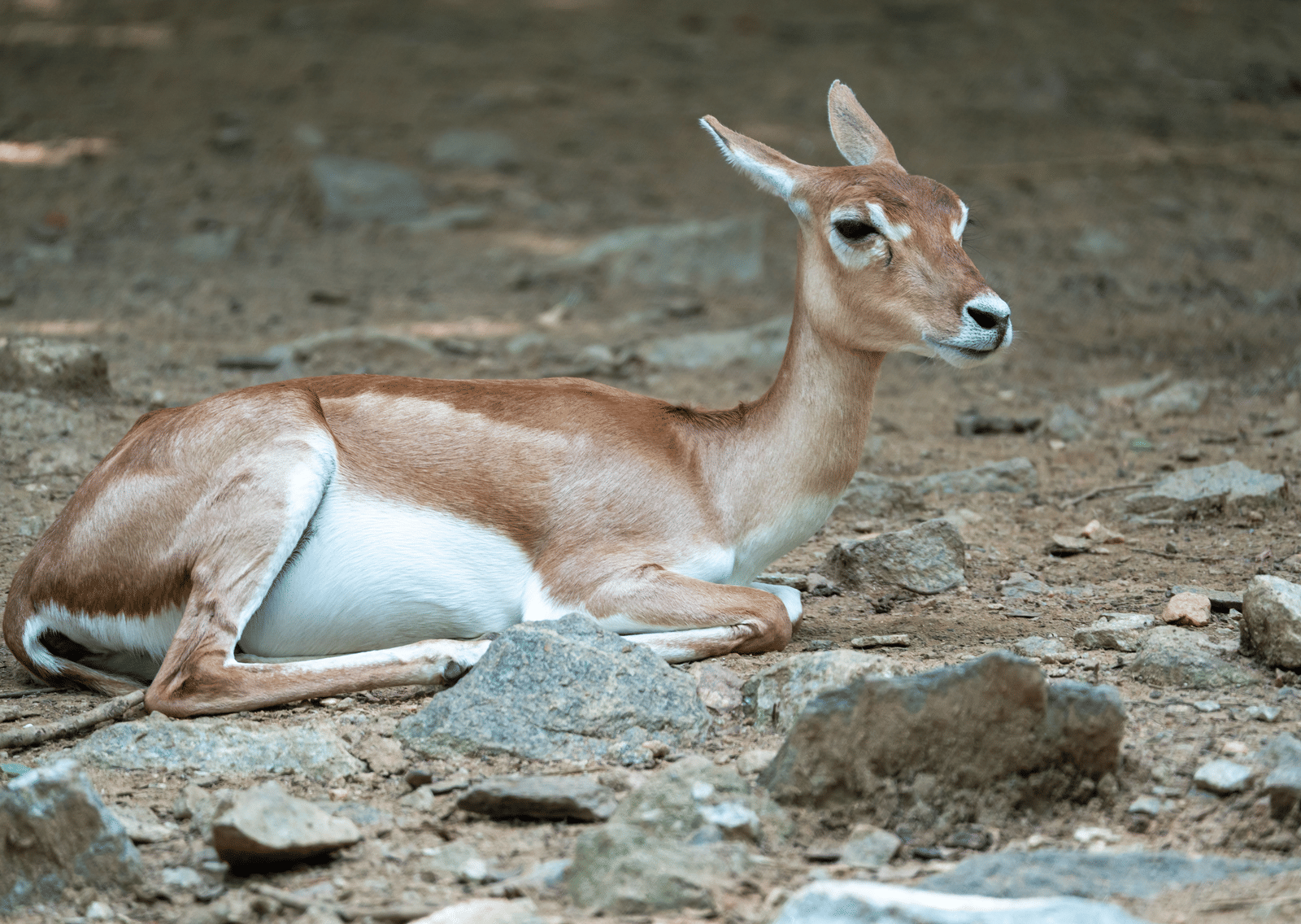 A close up of a blackbuck sitting on the ground with a couple of rocks next to it at the National Park in Guindy.