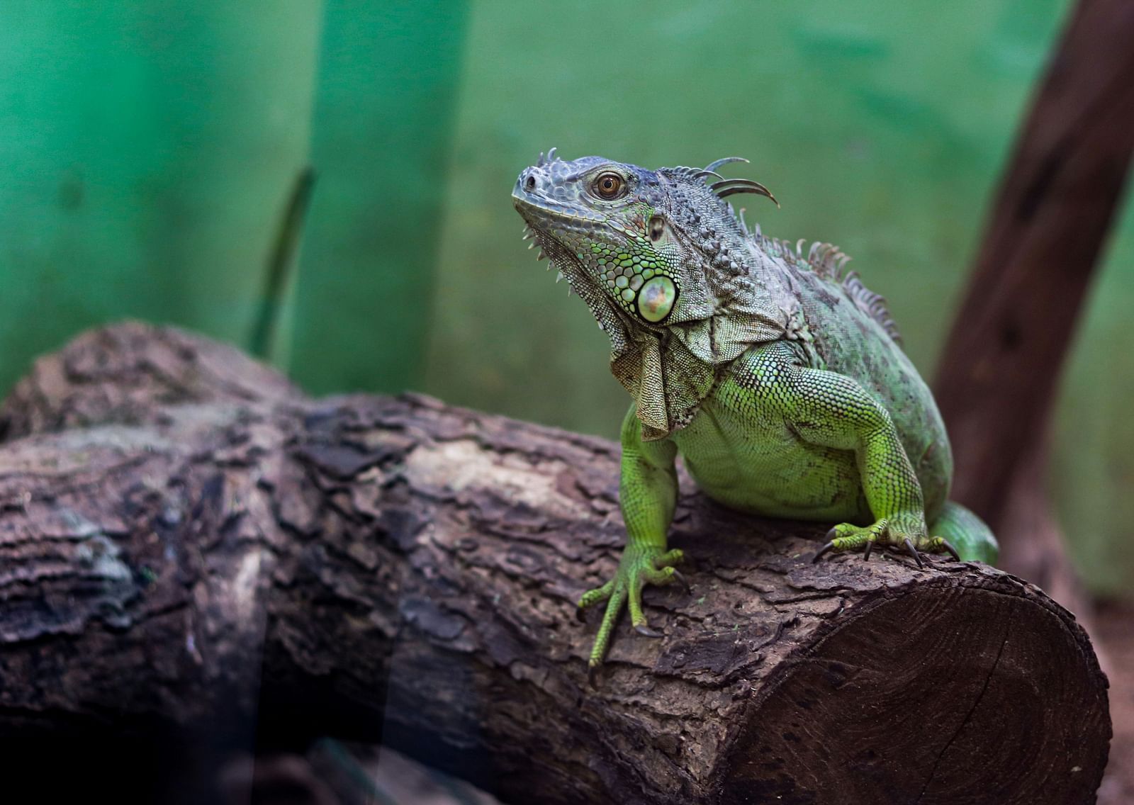 A close up shot of a green iguana inside a glass case in Guindy National Park.