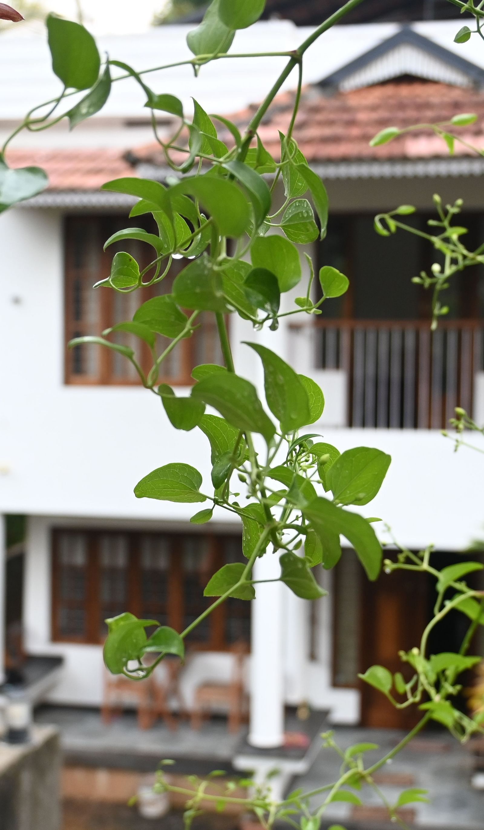 Facade of Ananda Holiday Home in Wayanad peeking from a vine