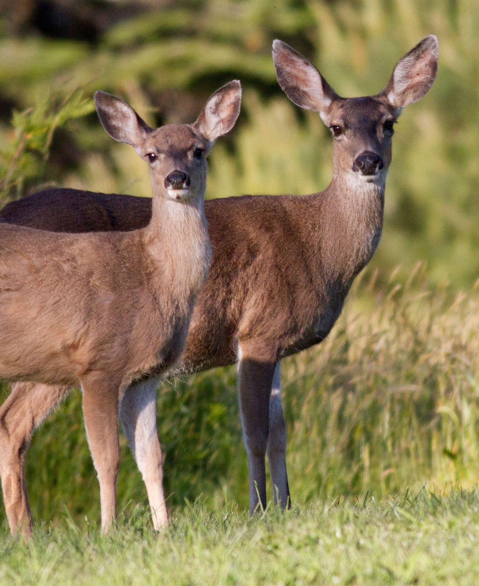 A couple of deer spotted near Brewery Gulch Inn & Spa looking straight towards the camera