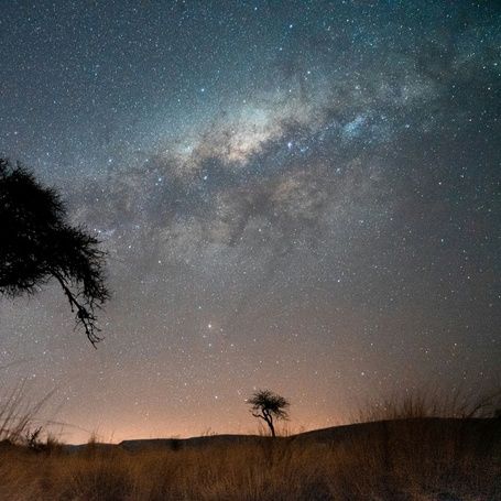 Milky Way galaxy above silhouetted trees at night.