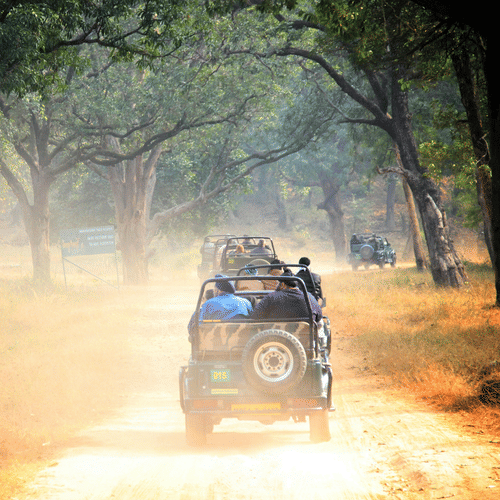 Open jeep driving through a forest trail, surrounded by tall trees