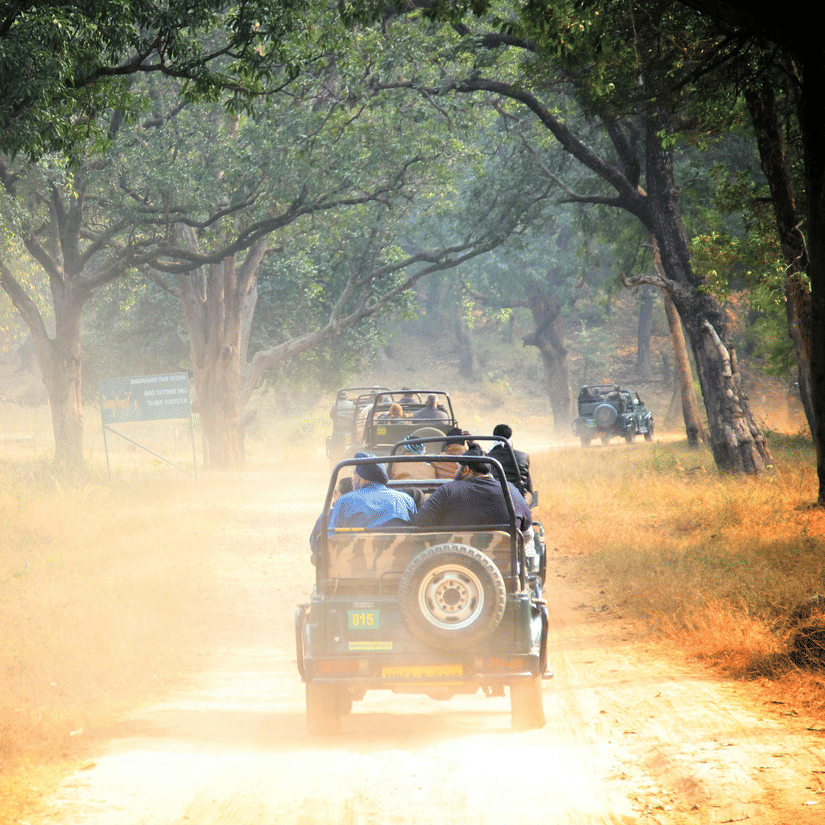 Open jeep driving through a forest trail, surrounded by tall trees