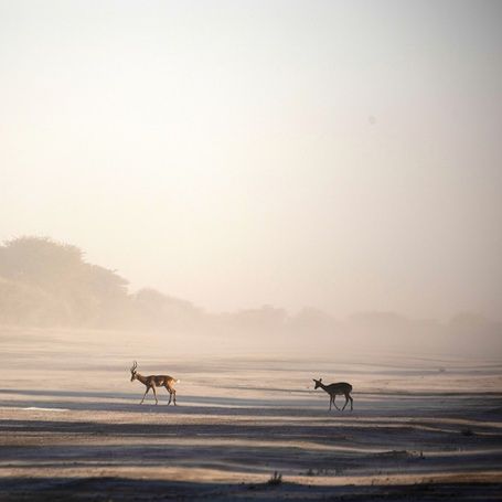 Two antelopes walking through a misty arid landscape.