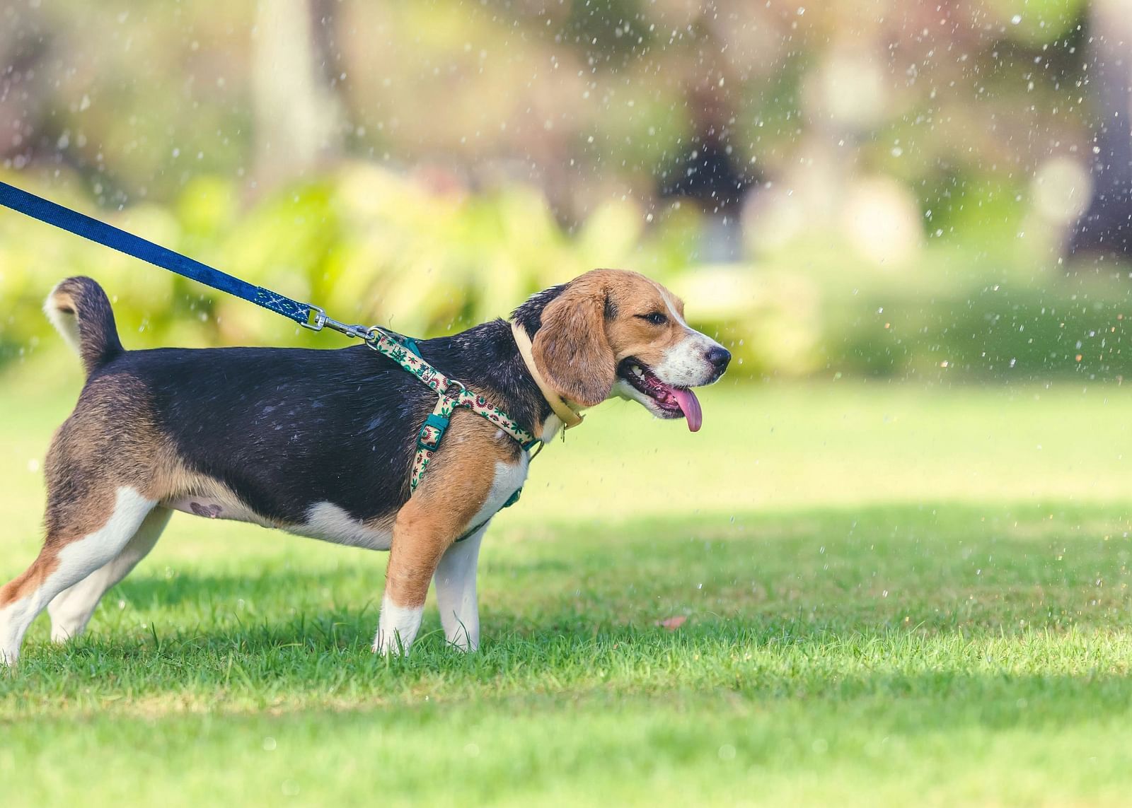 A dog on leash is walking on a green grass.
