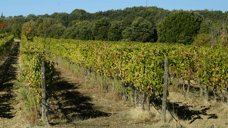 Long rows of grapevines with a hill visible in the background.